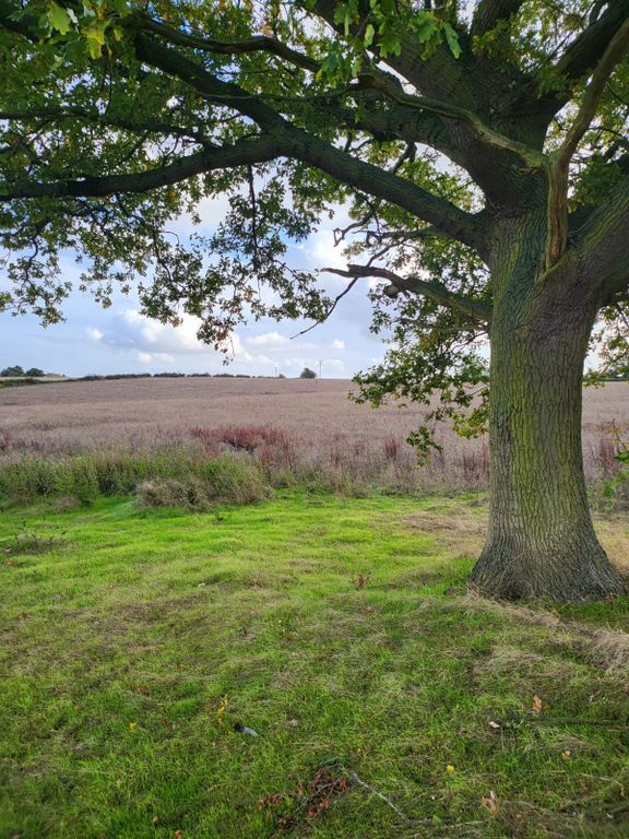 Land for sale in Northampton Road, Bedfordshire MK43, £6,000